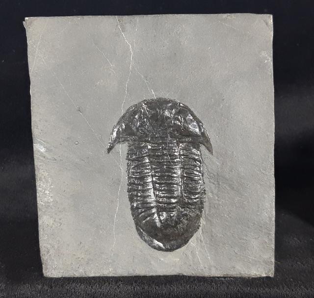 Paraszechuanella cf. changleensis (PENG 1990) - Bild &copy; FossNet FossilienStore